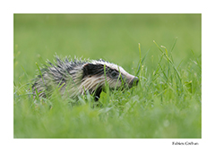 stage avec un photographe animalier et de nature dans le massif du Jura