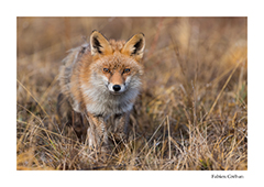 stage avec un photographe animalier et de nature dans le massif du Jura