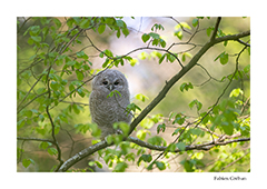 stage avec un photographe animalier et de nature dans le massif du Jura