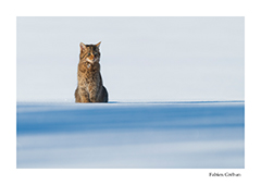 stage de photographie animalire dans le Jura