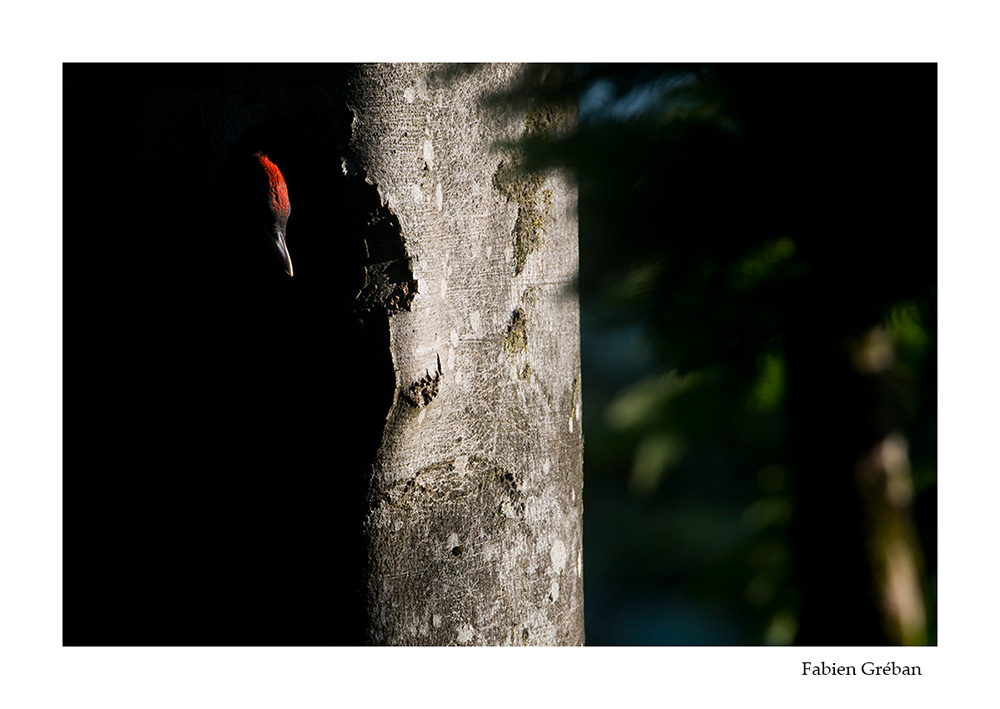 photographie animalire de pic noir sur un htre