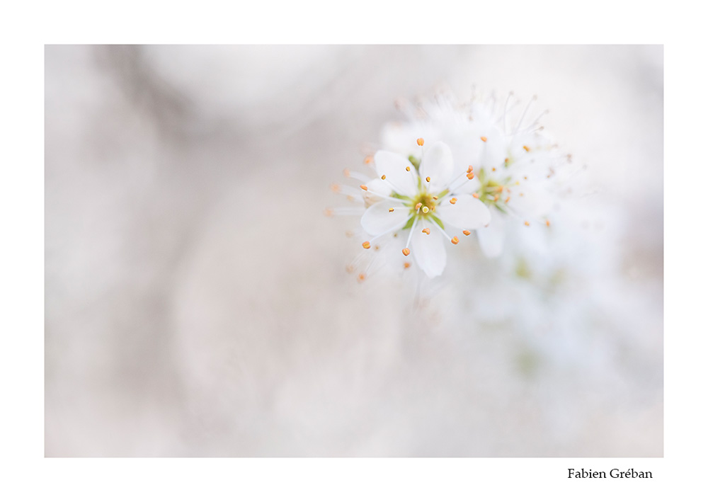 fleurs de prunelier