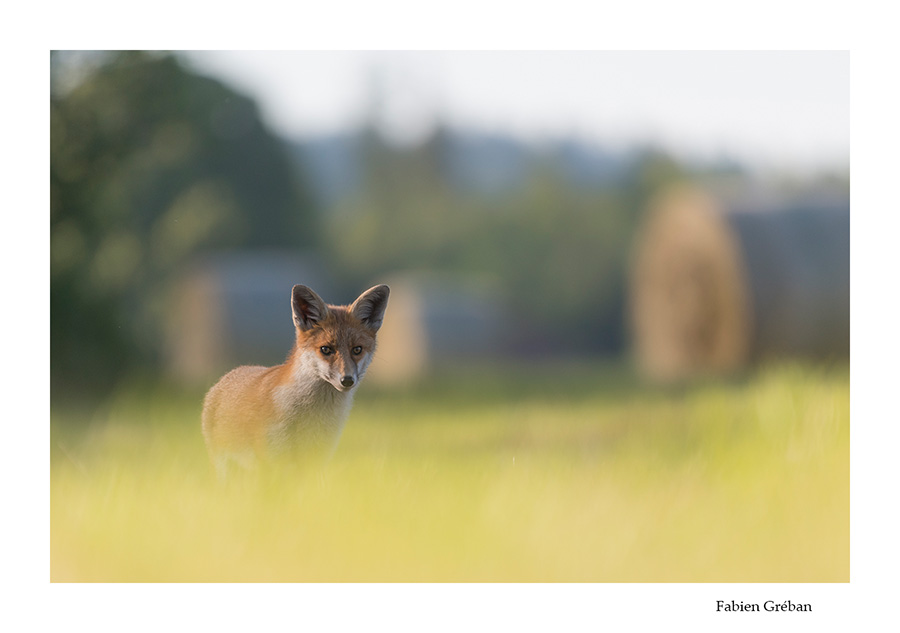 renard devant les balles de foin