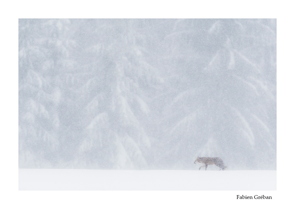 photographie animalire d'un renard roux en hiver dans le massif du Jura