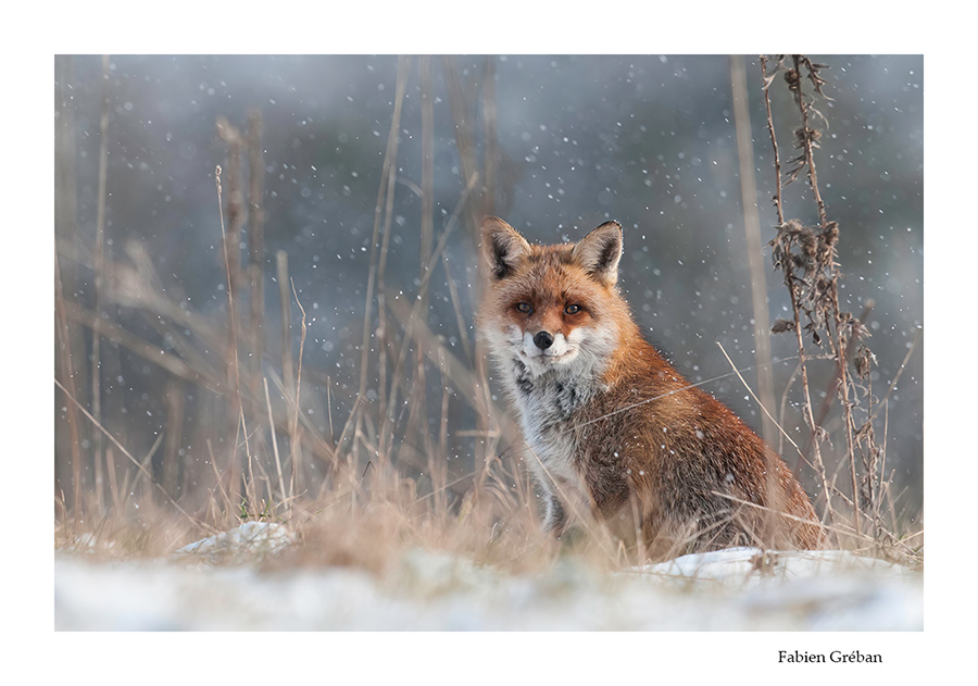 renard sous les flocons en hiver