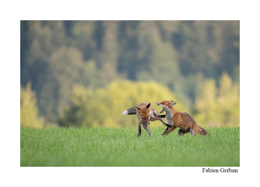 jeux de renards jeux de renards