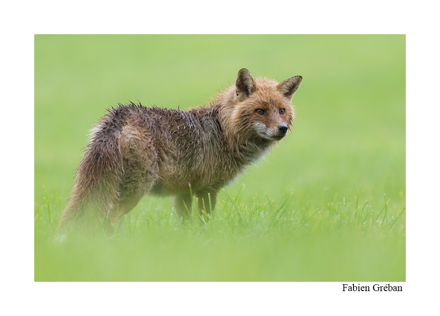 après la pluie renard mouillé après la pluie