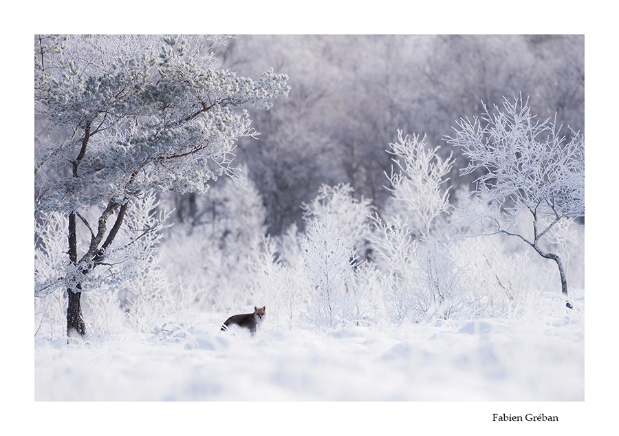 renard en hiver