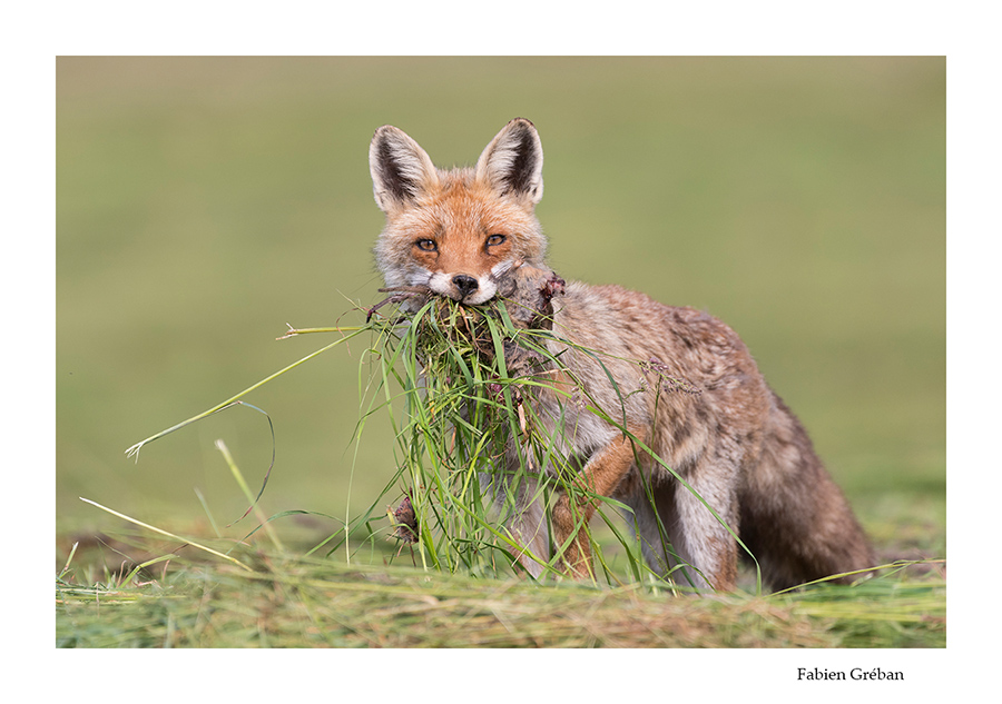 renard avec des campagnols dans la gueule