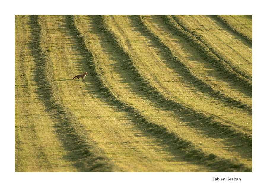 renard qui chasse dans les foins