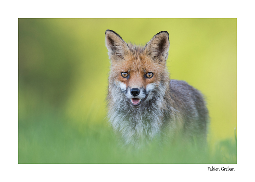 photographie animalire d'un renard roux au printemps dans le massif du Jura