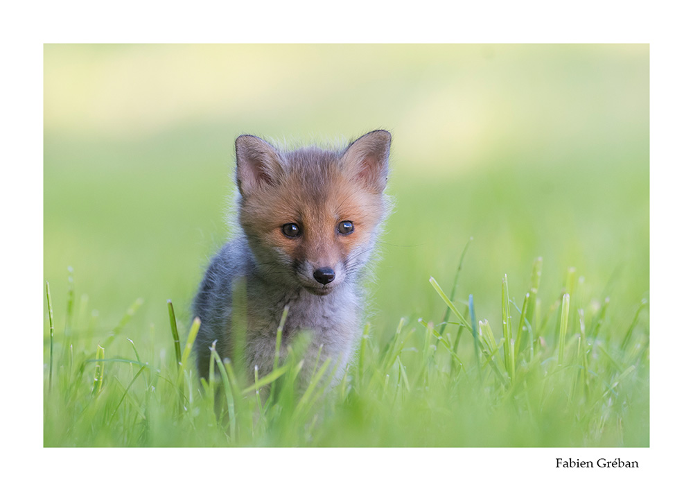 photographie animalire d'un renardeau au printemps