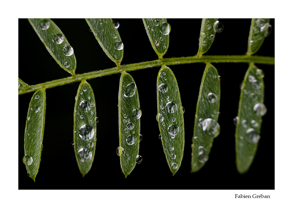 photo macro de goutte de pluie