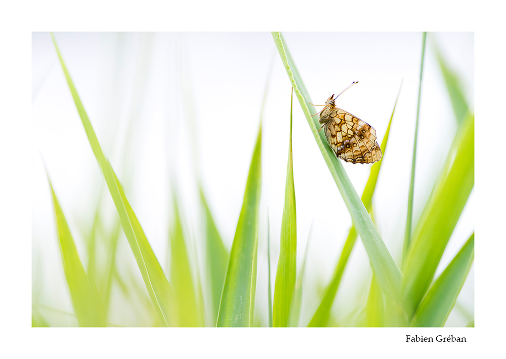 photo macro d'un papillon avec la technique du high key